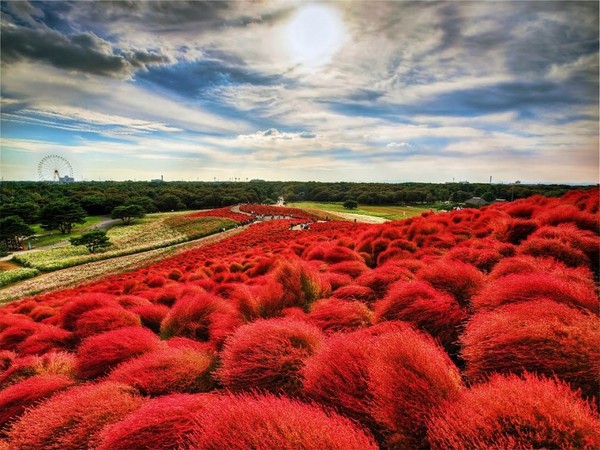 seaside park hitachi hitatinaka japan - My, Nature, , , Uncharted worlds, beauty of nature, Unusual