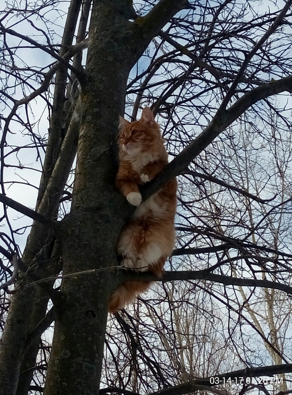 Kotopichka - cat, Tree