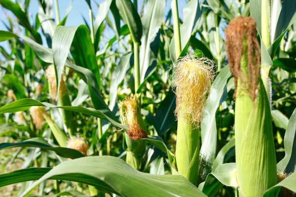 Generated corn that neutralizes deadly aflatoxins - The science, GMO, Toxins, Mold
