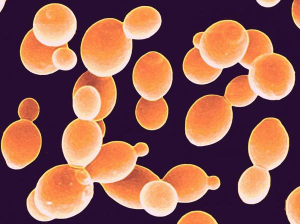 Yeast with 6 artificial chromosomes - Genetic Engineering, Scientists, , Genome