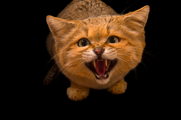 Sand cat - The photo, cat, 