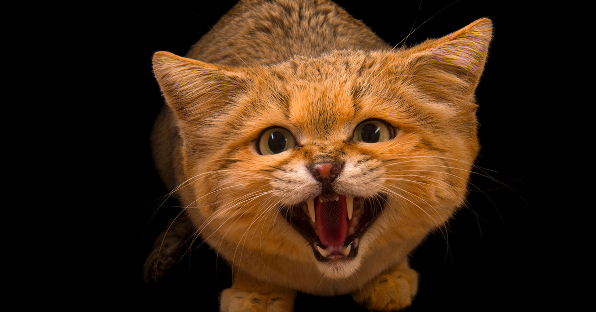 Рутуб кошки. Барханный кот. Барханный кот фото. Барханный кот злой.