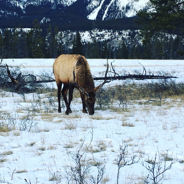 I met such a handsome man - My, Deer, Canada, Nature, Animals, wildlife, Deer