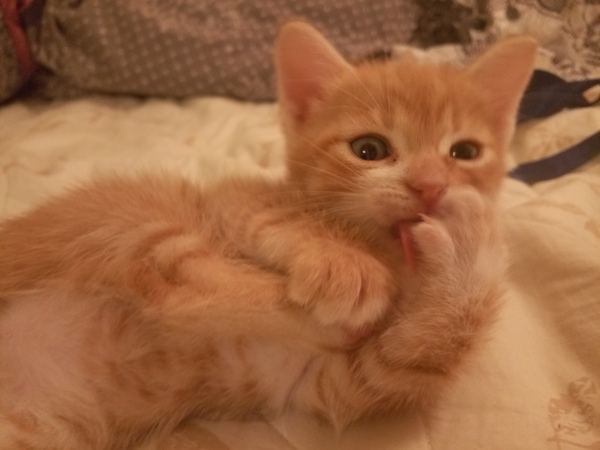 ������ ����� �����