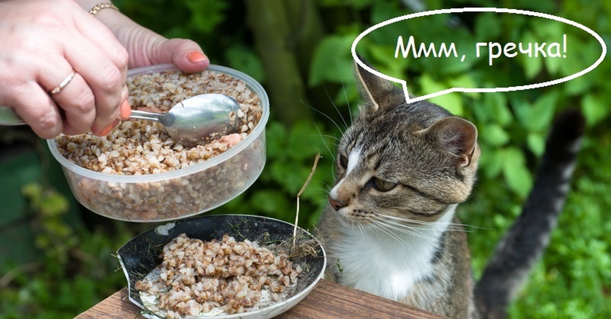 Можно давать собакам гречку. Кот ест гречку. Кот в каше. Еда для кошек. Каша для кошек.