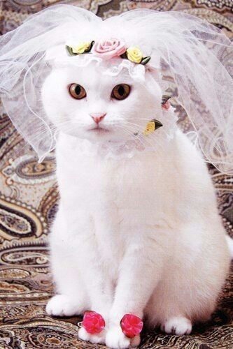 Would you marry one like that? - Bride, , cat