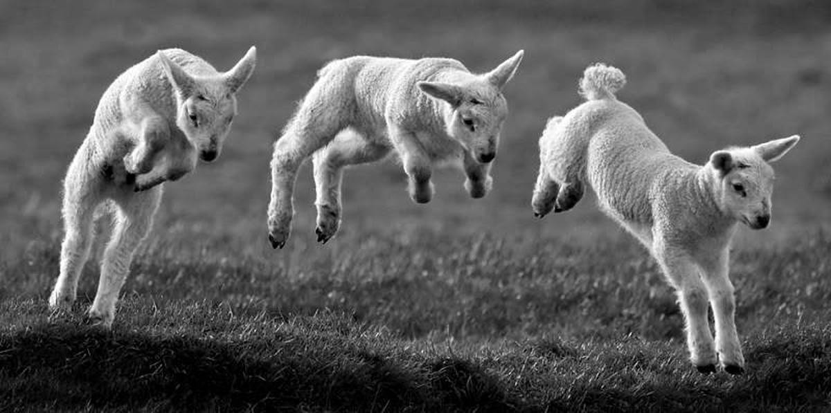Козочка на небе 7 букв. Козленок прыгает. Ягненок бежит. Овца бежит. Ягненок прыгает.