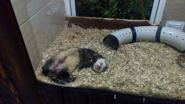 When I finally crawled to bed. - My, Ferret, , Laziness, Tired of, Afk