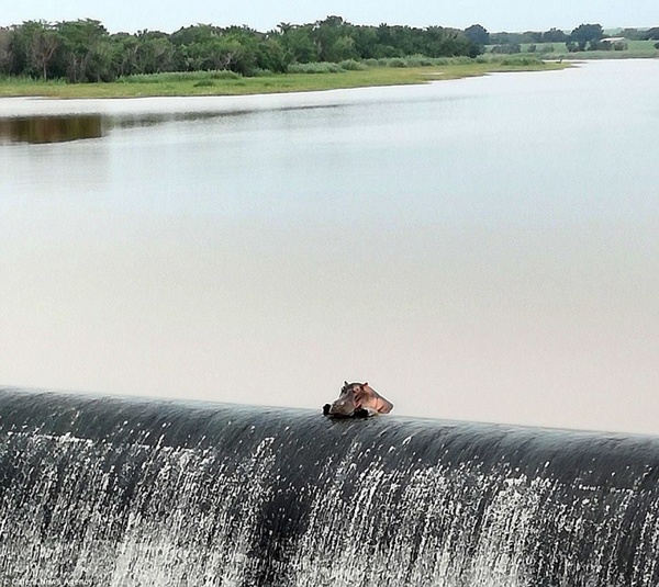 Meditation - Nature, Unusual, Waterfall, hippopotamus, , Animals