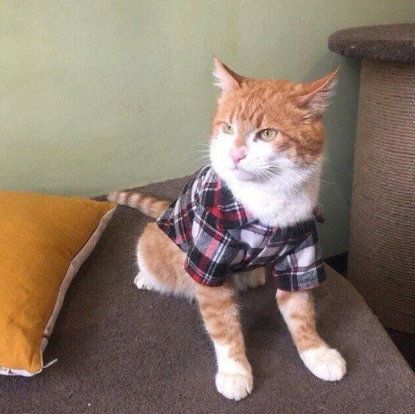 Just a cat in a shirt. - cat, 