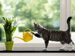 How to wean?!!! - My, cat, Plants, Land
