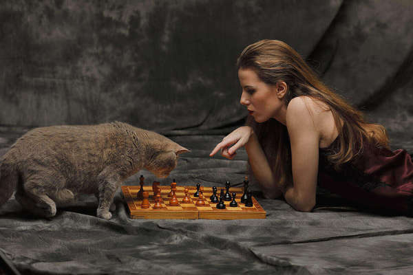 The cat who can play chess - , Good mood, , cat, Longpost