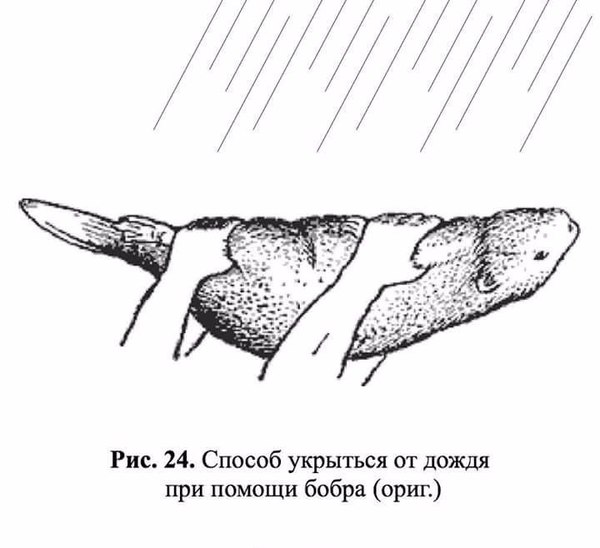 Вдруг пригодится - Бобры, Лайфхак, Выживание