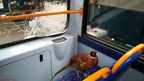 A stone-headed pheasant rides a bus, breaking through the windshield - Pheasant, Struck with a header, Bus, stone head, , Longpost