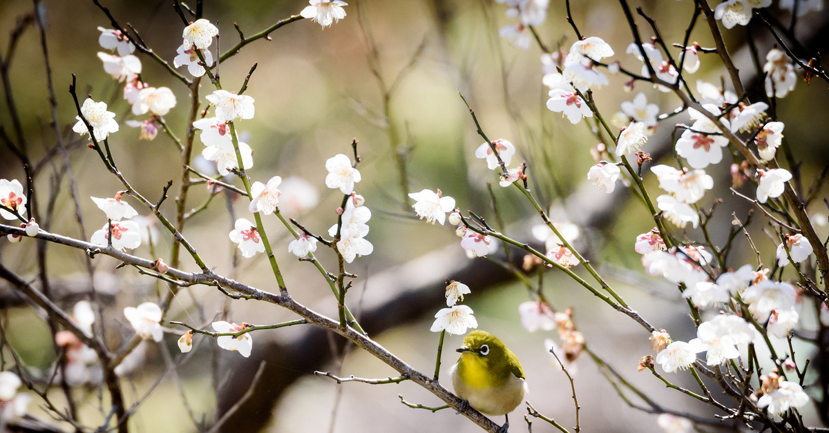 Весной пестрый. Вишня Птичья. Природа весной.
