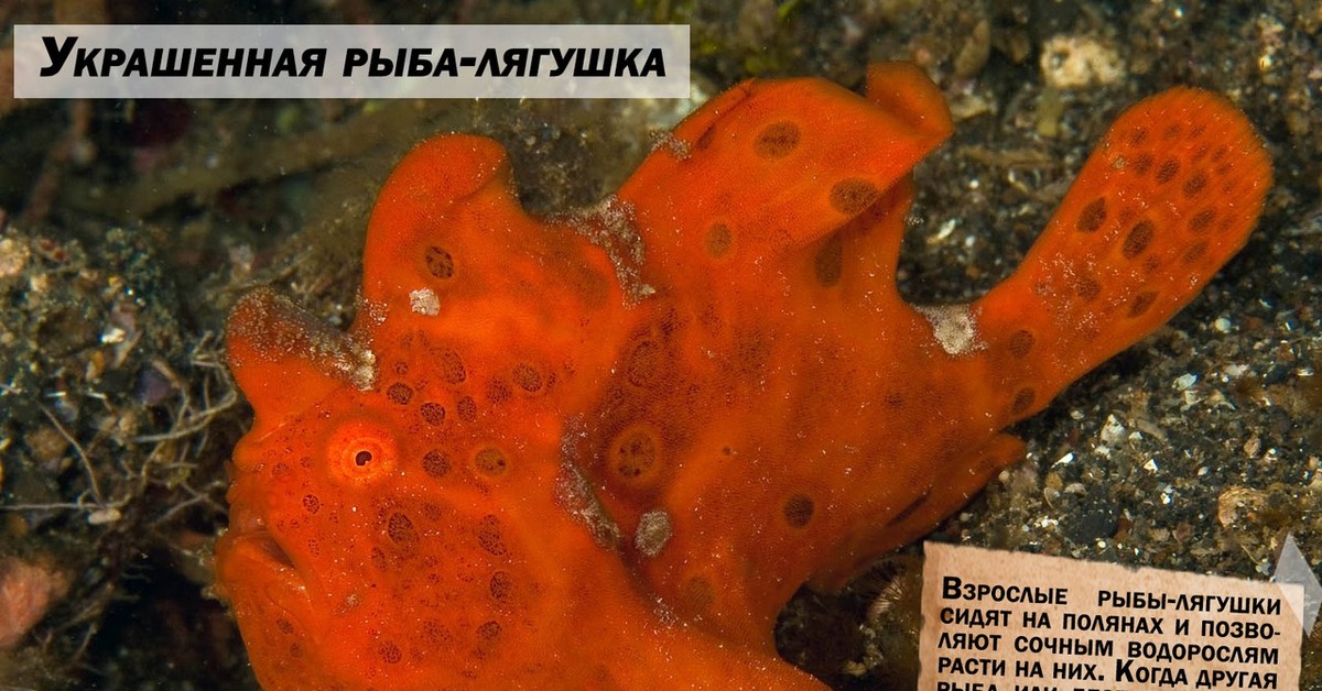 Рыба лягушка. Рыба-лягушка Aptocyclus ventricosus. Батрахус рыба жаба. Фрог Фиш рыба. Histiophryne Psychedelica.