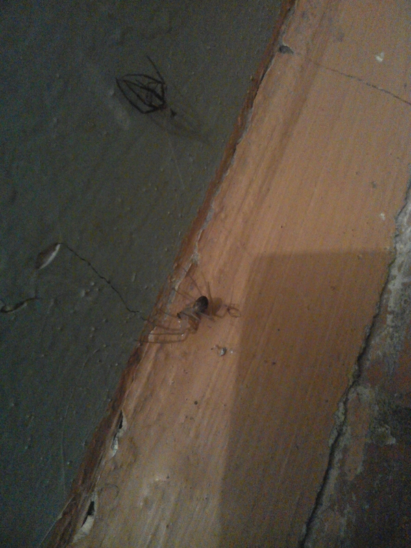 Indoor (domestic) spider immediately after molting. - Molting, Spider, My