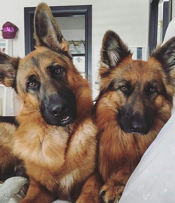 Sheepdogs - The photo, Dog, German Shepherd, Pair