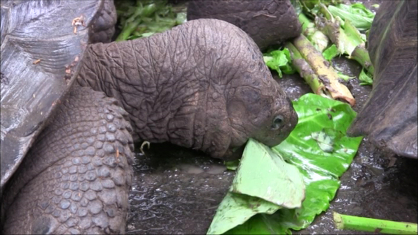 Part 4. GALAPAGOS: green turtles abandoned by Lonely George - My, Ecuador, Galapagos Islands, , Turtle, Fur seal, Ocean, Exotic, Travels, Video, Longpost