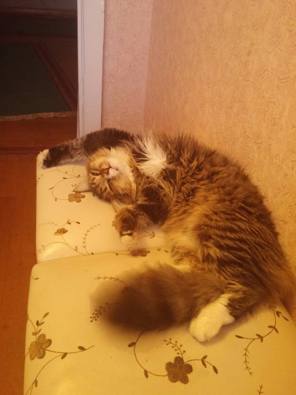 Котопес | Пикабу