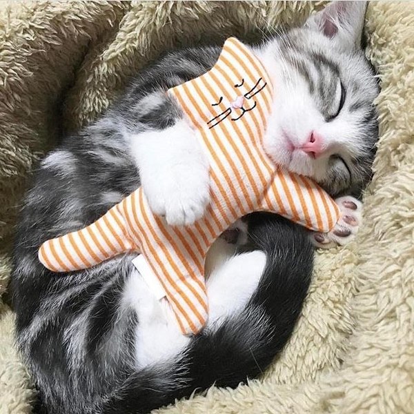 Kitten - baby and his toy - cat, Toys, The photo, 