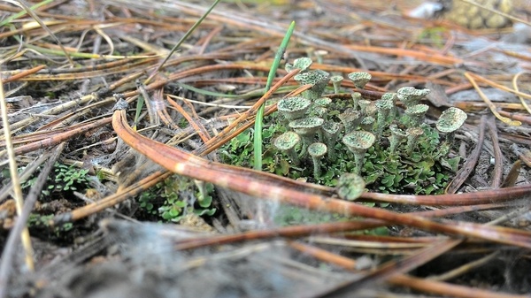 mushroom trees - Spring, My, Nizhny Novgorod Region, Moss