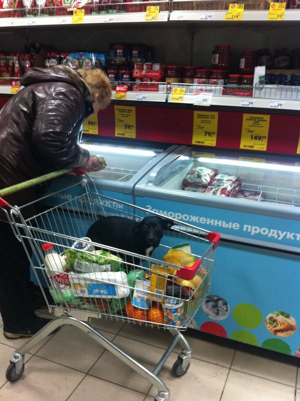 Fresh dog meat was brought to Pyaterochka - My, Dog, Pyaterochka, Grocery trolley