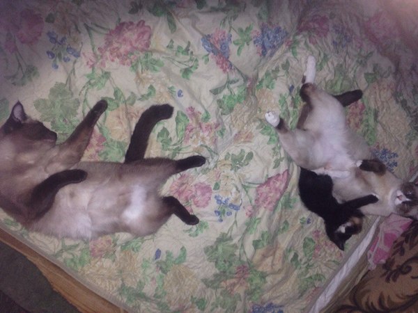 Сеня...Чо?...дай воды!! - Моё, Котики)))2, Мемы, Кот