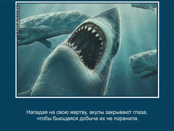 Interesting fact. - Shark, , Ocean, Victim, A fish, , The photo, Waterfowl