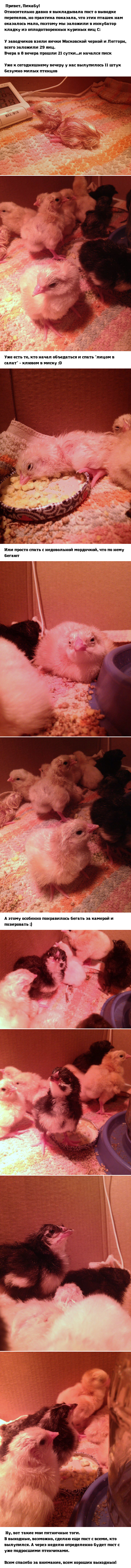 Replenishment in the family of birds - My, Hen, Brood, Incubator, Hobby, Birds, Family, Longpost