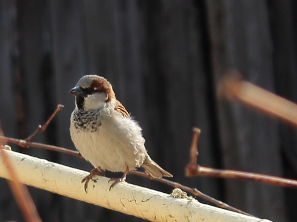 Just a sparrow - My, Birds, Sparrow, Beginning, Photographer, The photo