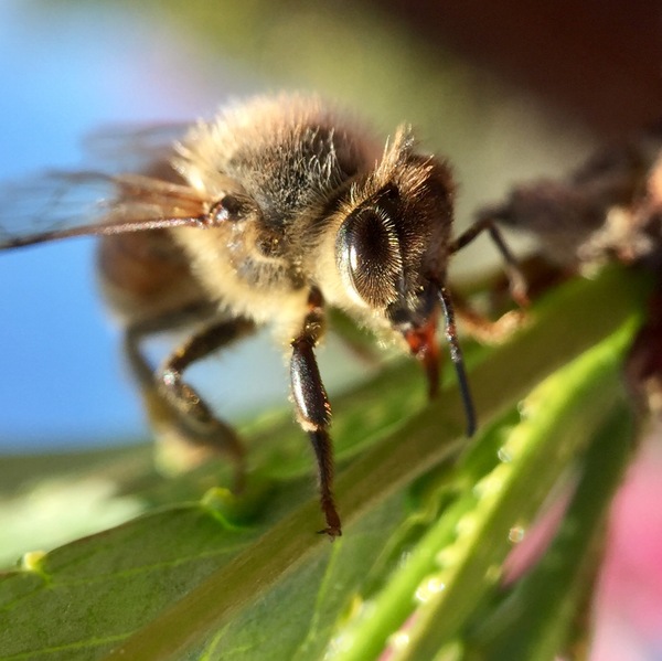 Bee. Macro - My, Bees, The photo, Macro, Macro photography