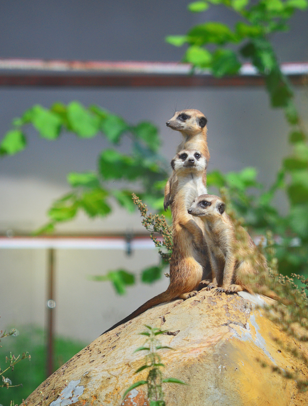 Meerkats - My, Meerkat, Animals, The photo, Nikon