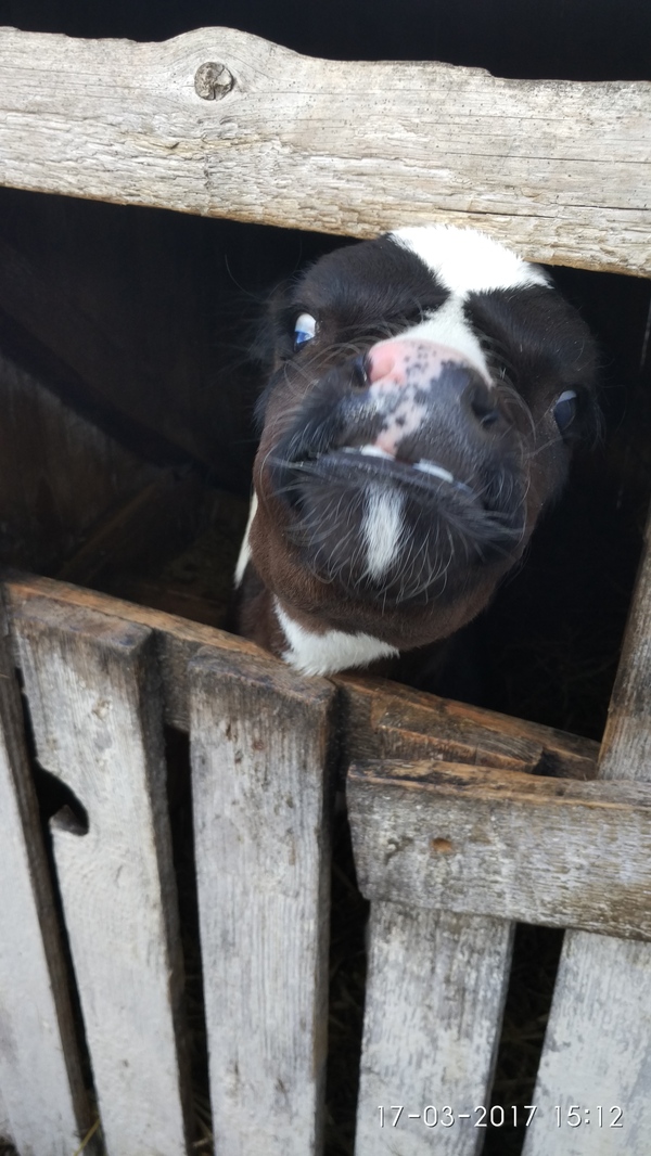 There is hay! - My, Republic of Belarus, GOP stop, Farm