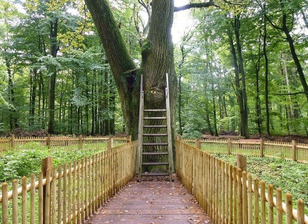 The most romantic oak tree in the world - Longpost, Love, Tree