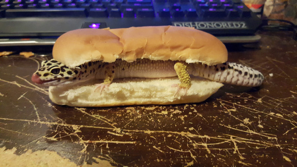 Bon appetit - Lizard, Hot Dog, Animals