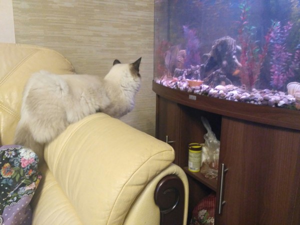 cat - observer - My, cat, Animals, Aquarium fish, Observers, Catomafia