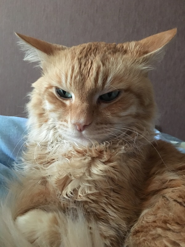 The cat who is outraged that he is not stroked) - My, cat, Redheads, Discontent, My, Longpost