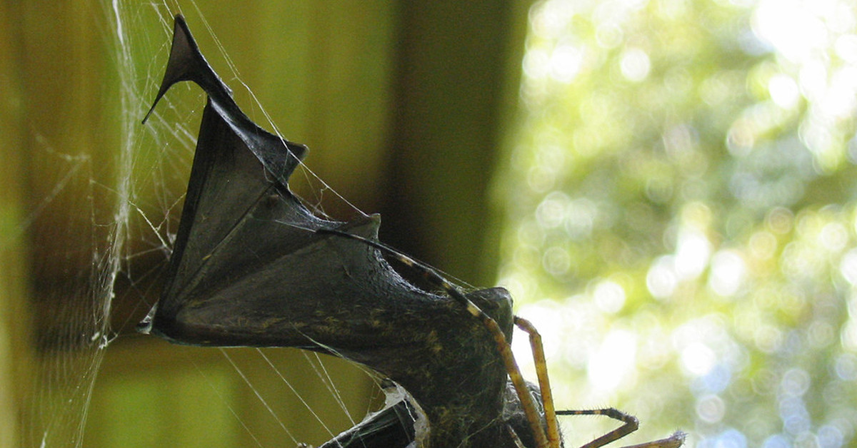 Паук ели. Argiope savignyi. Паук ест птицу. Паук и летучая мышь. Птицы поедающие пауков.