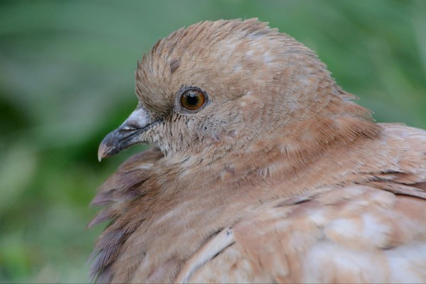 in profile - My, Pigeon, Profile, Nikon