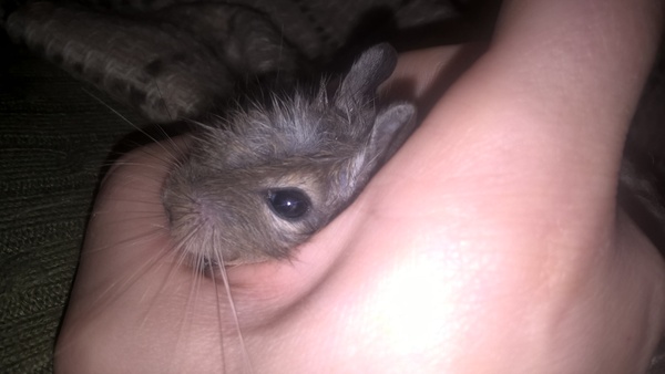 Maruska) or new degu) - My, Degu, , Animals, Longpost