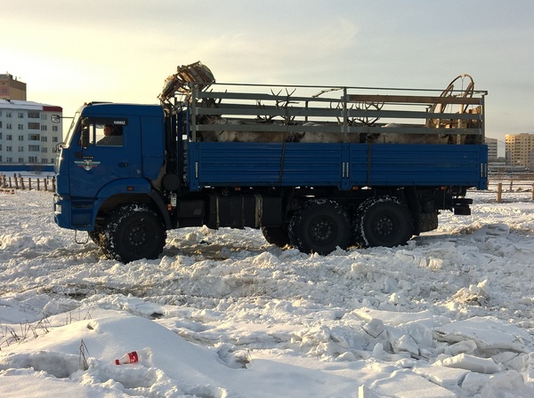 Reindeer transportation in KAMAZ - My, Kamaz, Deer, Animals, Transport, Deer