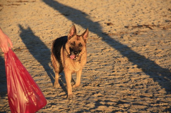 Немецкая ворчалка 10 лет не может 3 суток "на горшок по большому" Да ездил в ветклиннику ЧТО ДЕЛАТЬ ВСЕ ФОРУМЫ ОБЛАЗИЛ
