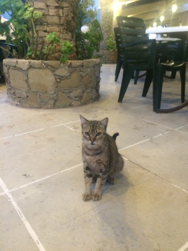 Looks like someone is very unhappy... - My, cat, Summer, Cyprus, 