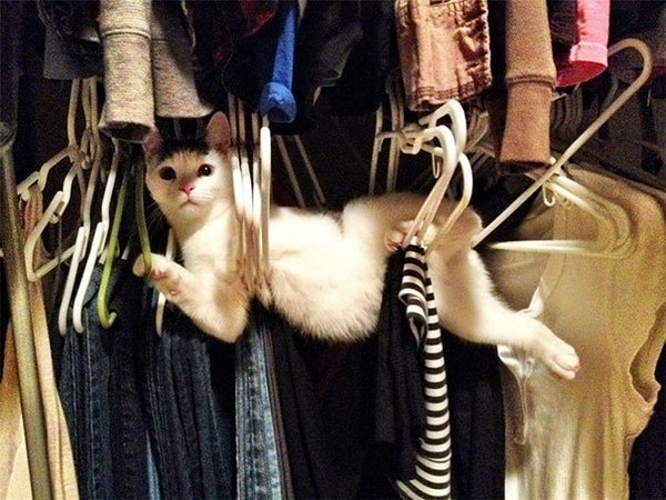 Hooray shopping)) - Humor, Waste, Funny, cat, The photo