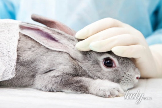What do you think about animal experiments? - My, Animal experiments, Animals, Experience, Cosmetics, Violence, Animal protection, Animal rights, Good deeds, Longpost