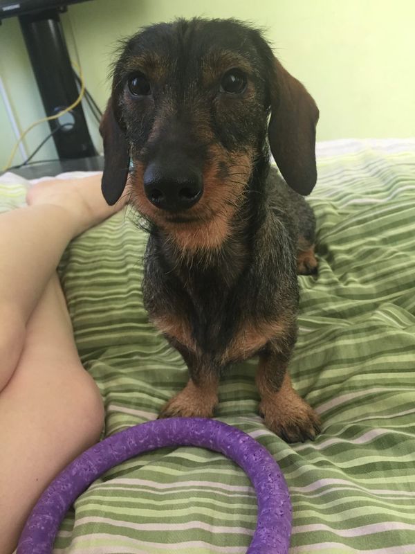 TaxiDog - My, Dachshund, , Longpost, Dog