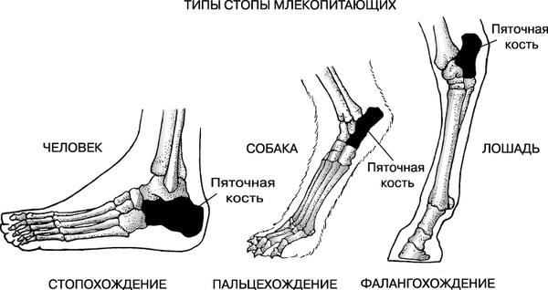 Занимательная зоология. - Моё, Школа, Студенты, Зоология