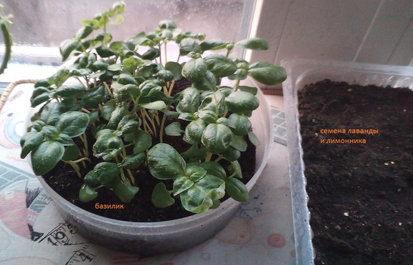 Another window sill sadist - My, Plants, Garden, Greenery on the windowsill, Longpost, Vegetable garden on the windowsill