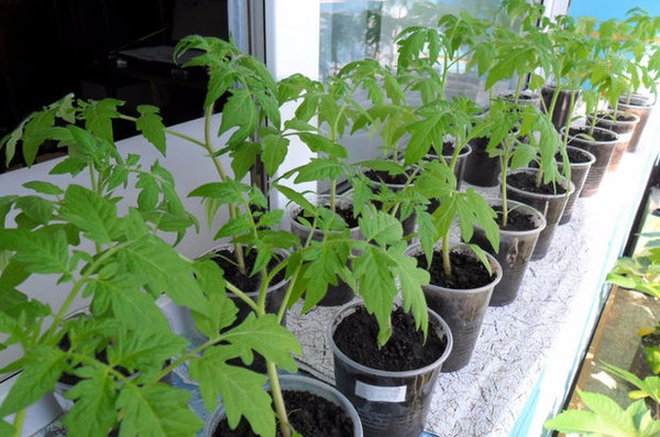 Можно ли выращивать рассаду томатов в торфяных горшочках?